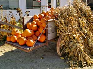 Ian's Pumpkins